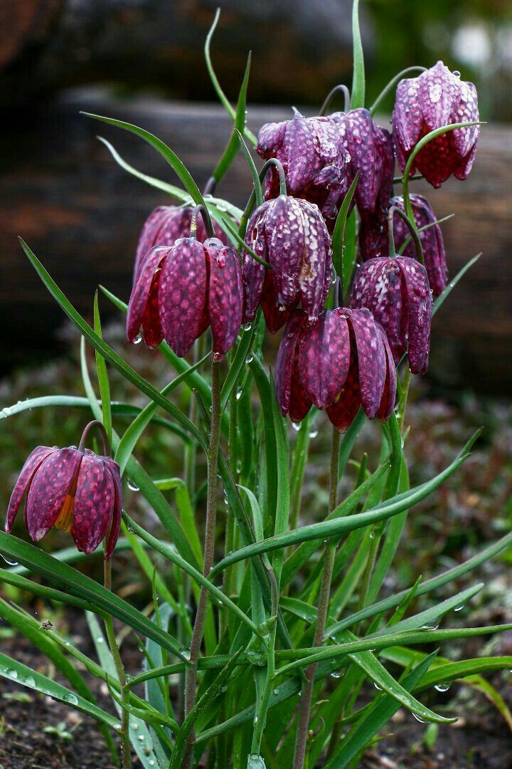 BLoemen2
